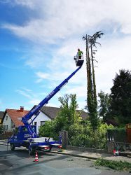 baumfaellung_09_waehrenddessen