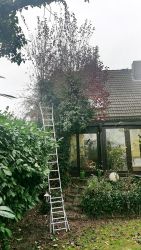 baumrueckschnitt_04_vorher