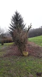 baumrueckschnitt_07_nachher