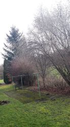 baumrueckschnitt_07_vorher